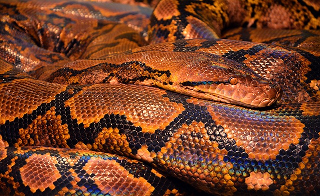 Fremtidens fleksible slanger: Hvad du behøver at vide