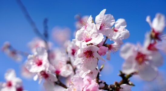Mandeltræets blomstring: En betagende naturbegivenhed med stor økologisk indflydelse