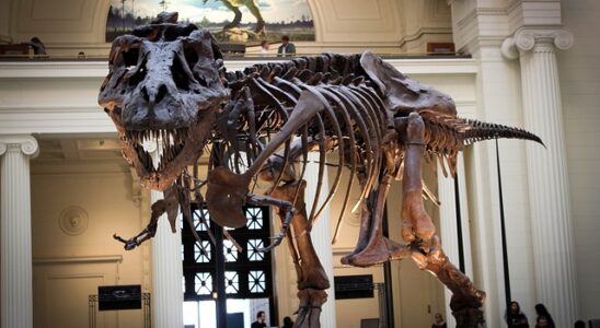 Dukkesengetøj med dinosaur-tema: Oplev en verden af leg og fantasi