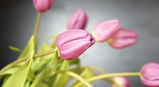 Sådan får du de smukkeste tulipaner i din have
