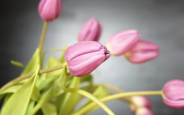 Sådan får du de smukkeste tulipaner i din have