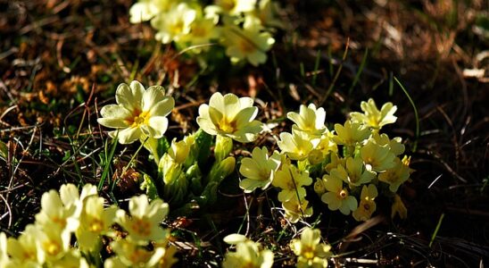 Den ultimative guide til Primula: Alt hvad du skal vide