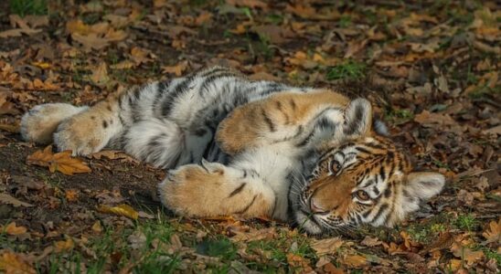 Legens magi: Hvorfor børn lærer bedst gennem sjov