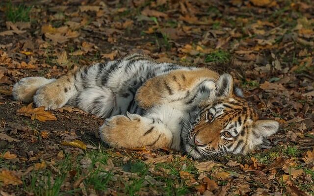 Legens magi: Hvorfor børn lærer bedst gennem sjov