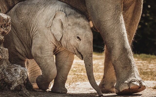 Elefantfodens hemmeligheder: Hvordan elefanter bruger deres fødder til at overleve