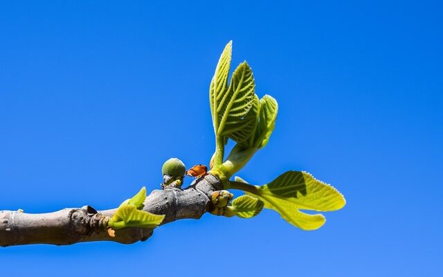 Figentræets helbredende egenskaber: En guide til at bruge figenblade til medicinske formål