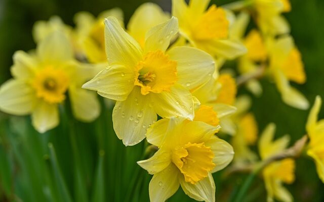 Få din have til at blomstre med påskeliljer - en guide til plantning og pleje