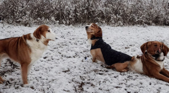 Hold din hund varm i vinter med det perfekte hundedækken