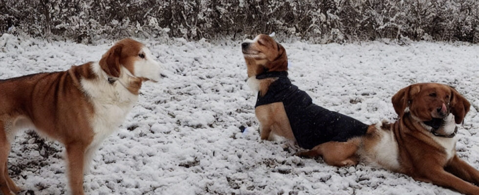 Hold din hund varm i vinter med det perfekte hundedækken