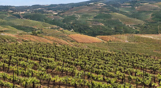 Portvin: En smagsoplevelse fra Douro-dalen